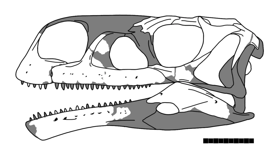 Interpreted Aardonyx skull diagram distinguishing restored and known portions.