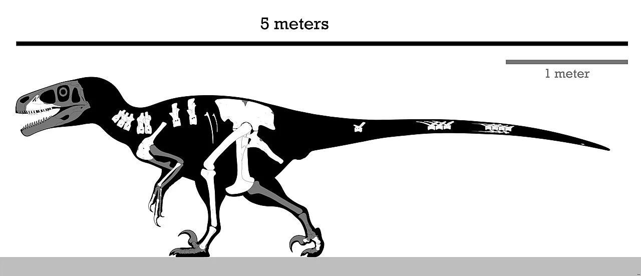 Achillobator giganticus skeletal restoration with preserved type elements in white and missing bones in grey.