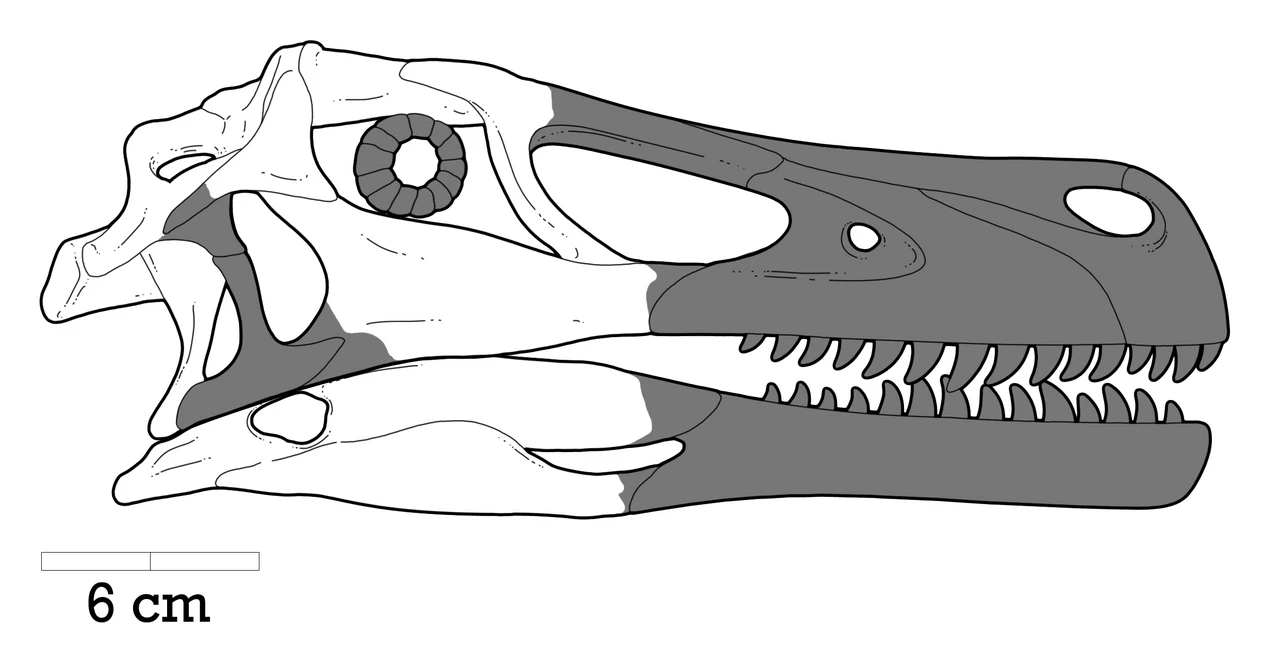 Adasaurus mongoliensis skull restoration with preserved rear skull in white and restored missing regions in grey.