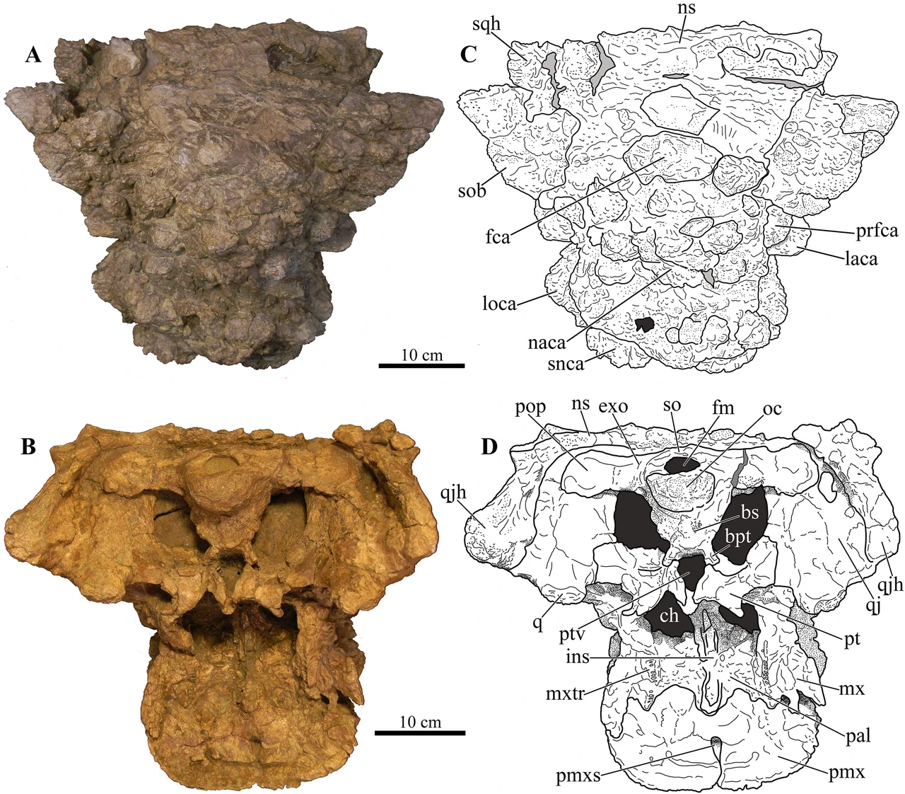 Akainacephalus johnsoni holotype skull UMNH VP 20202 in dorsal and ventral views with anatomical drawings.