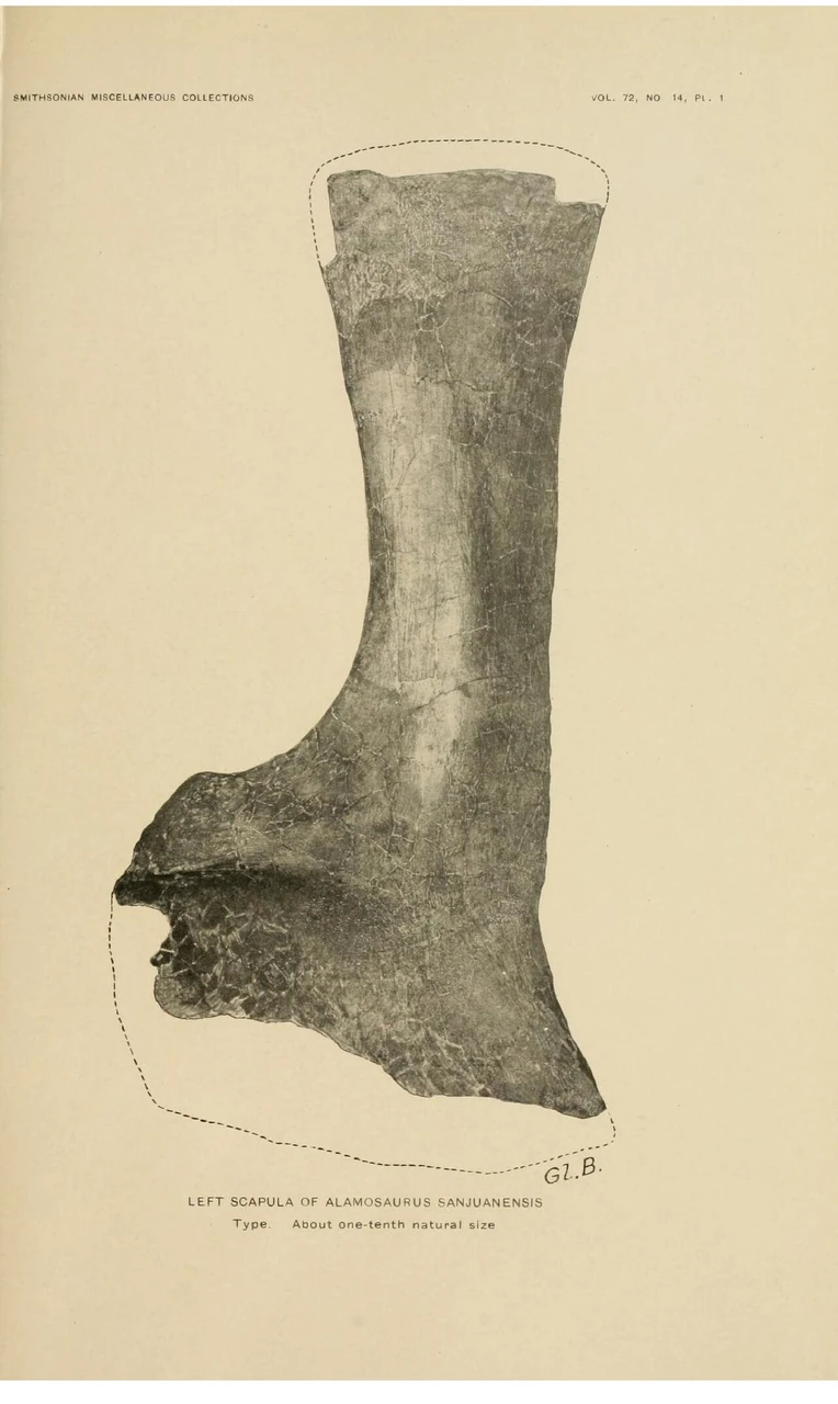 Gilmore’s 1922 plate of the Alamosaurus holotype left scapula, with dashed outlines indicating missing margins.