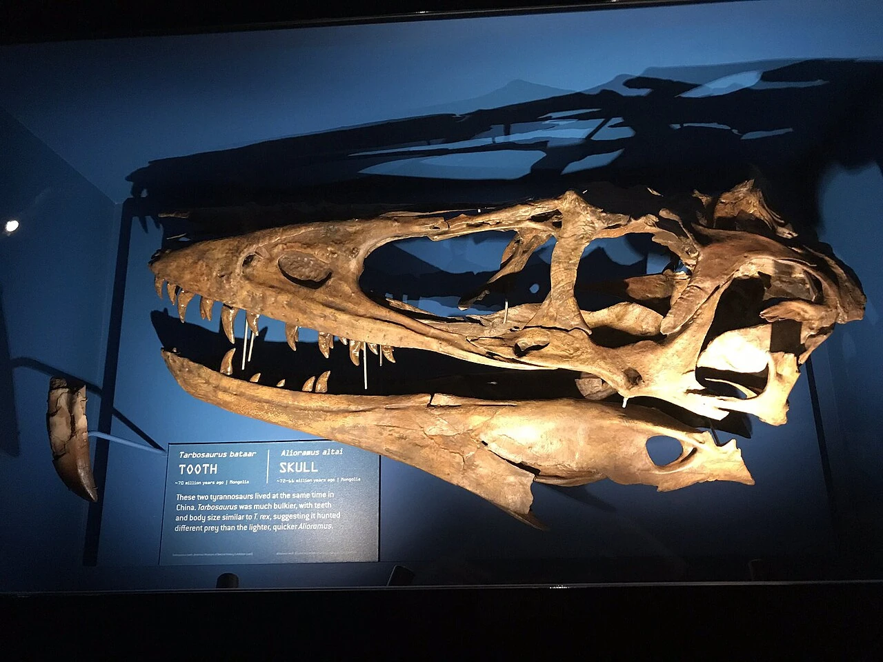 Alioramus altai reconstructed skull display at the American Museum of Natural History, showing a long low snout.