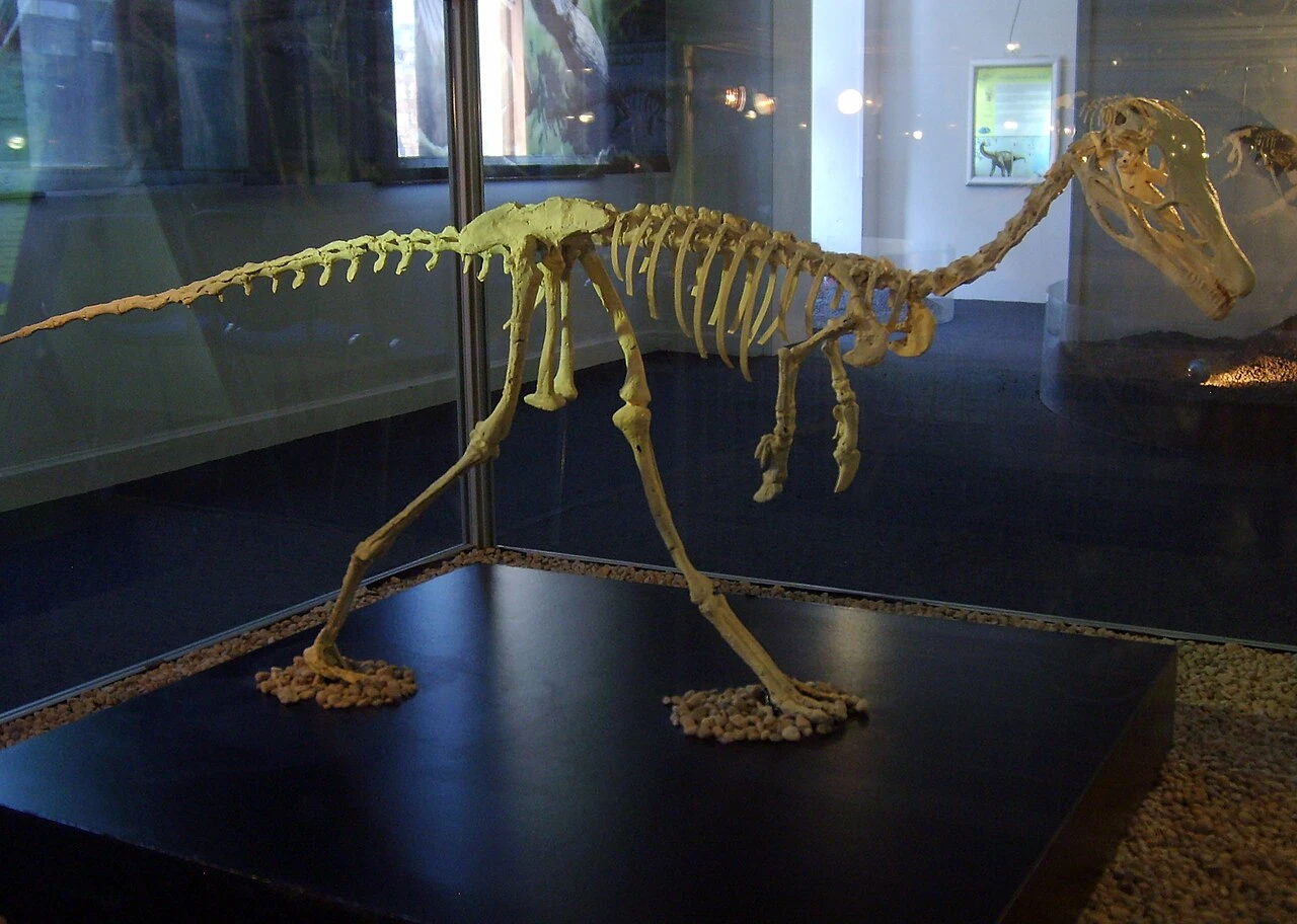 Copenhagen museum skeletal restoration identified as Alvarezsaurus, including reconstructed head and forelimbs.