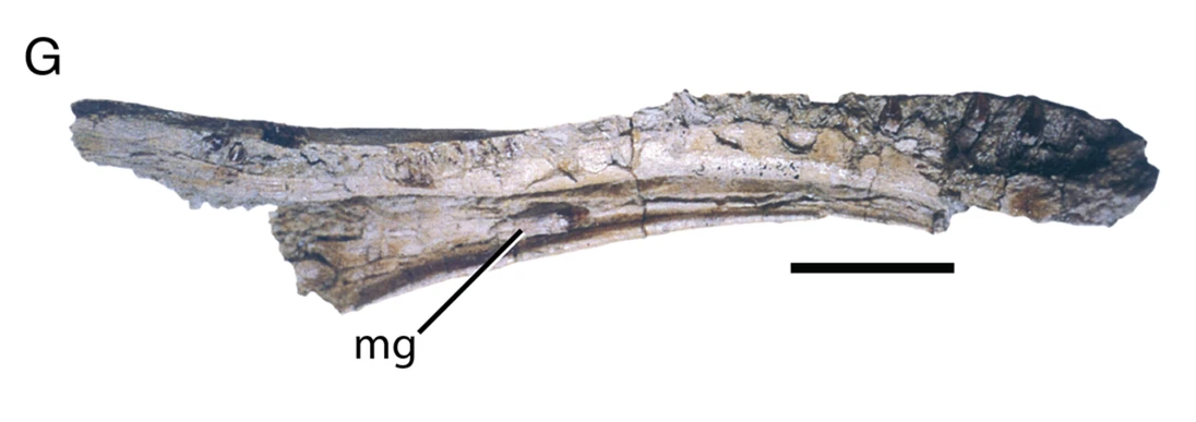Alxasaurus dentary, IVPP 88402.