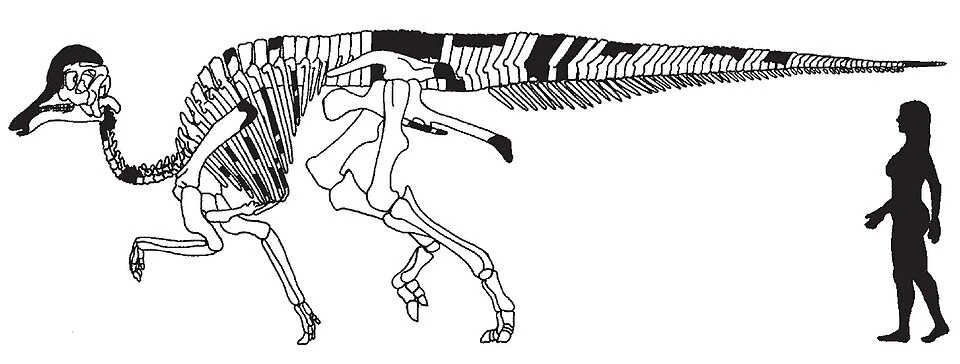 Published skeletal reconstruction of Amurosaurus riabinini combining material from several individuals.