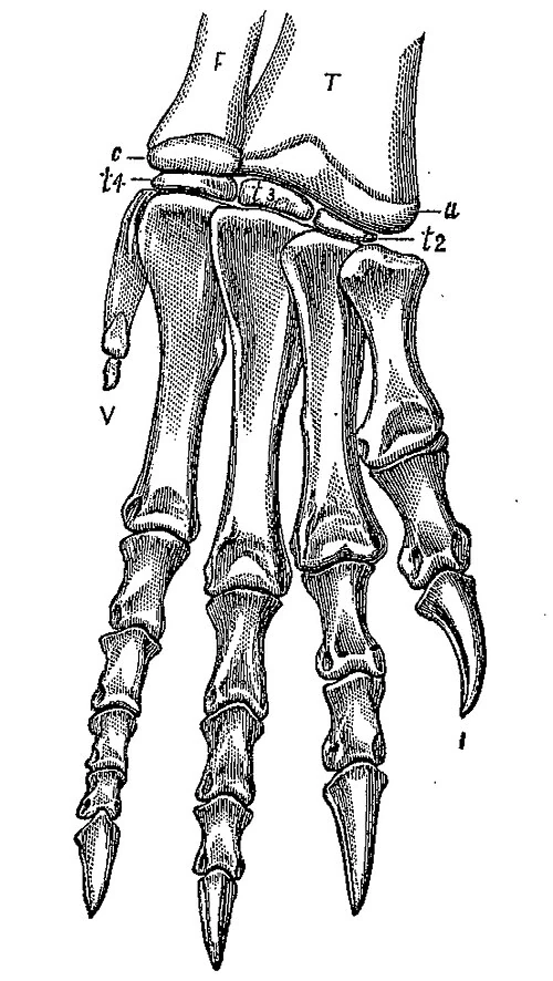 Historical drawing of the right hindfoot formerly identified as Anchisaurus major.