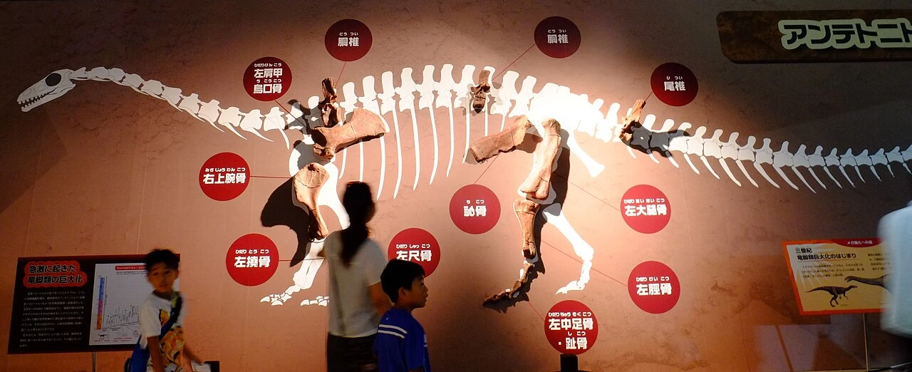 Partial Antetonitrus bone display positioned over a restored skeletal outline.