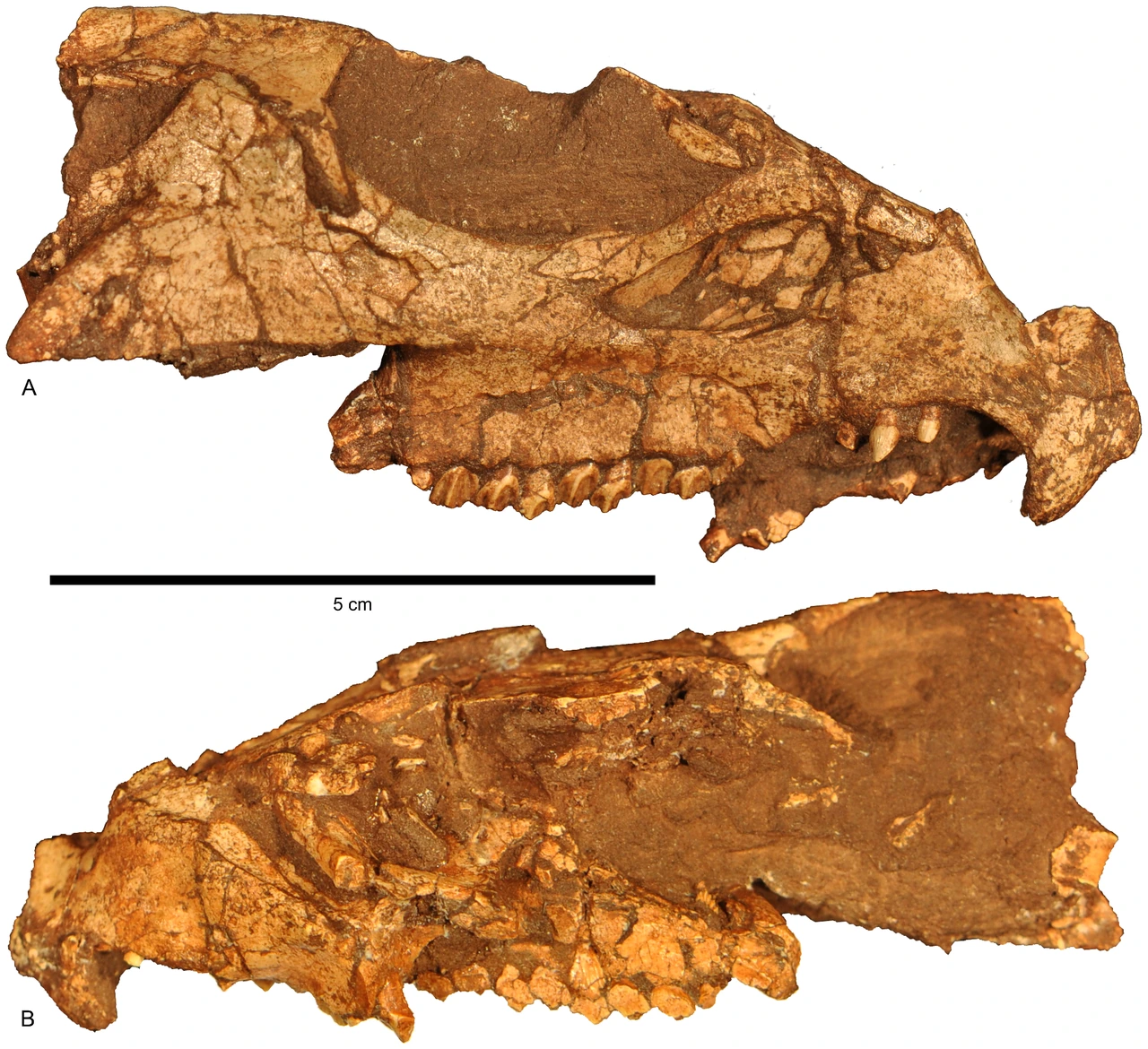Aquilops americanus holotype partial cranium OMNH 34557 in right and left lateral views, with a five-centimetre scale bar.