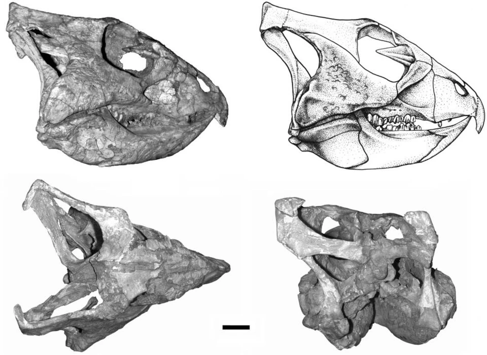 Archaeoceratops oshimai holotype skull IVPP V11114 in photographs and interpretive outlines.