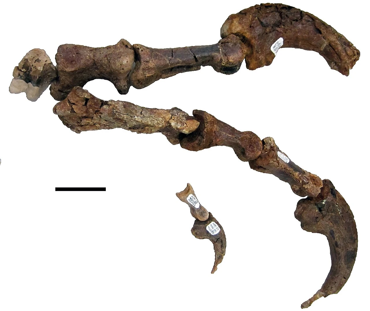 Australovenator wintonensis holotype hand bones arranged with large curved manual claws.