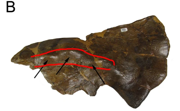 Avaceratops squamosal bone with a marked ridge and prominences.
