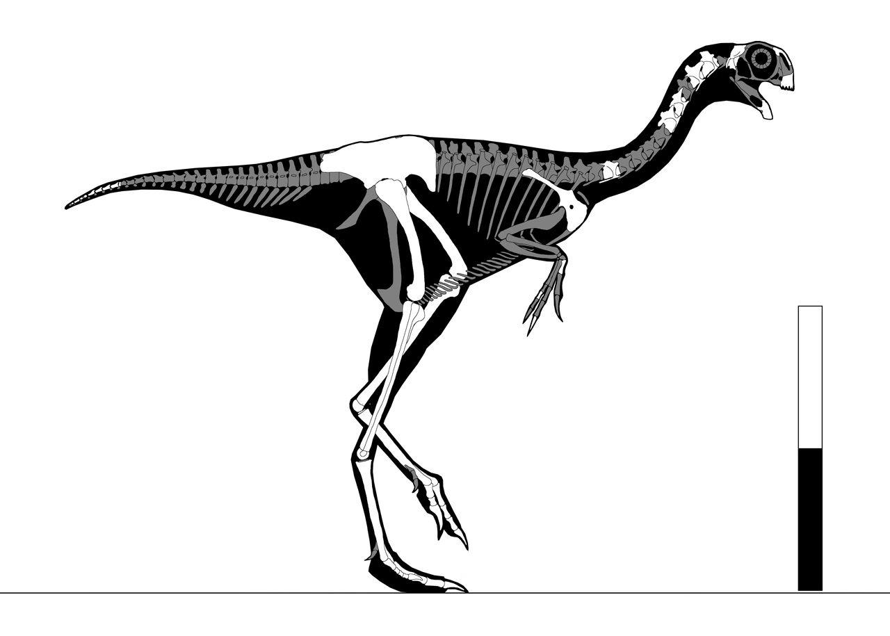 Composite skeletal reconstruction of Avimimus nemegtensis with long hindlimbs, short tail and known bones shown in white.