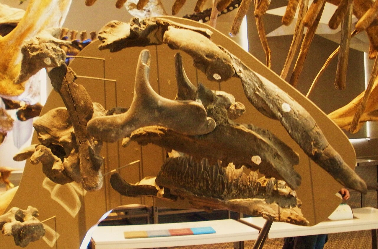 Separated Bactrosaurus johnsoni skull and jaw bones in a Brussels museum display.