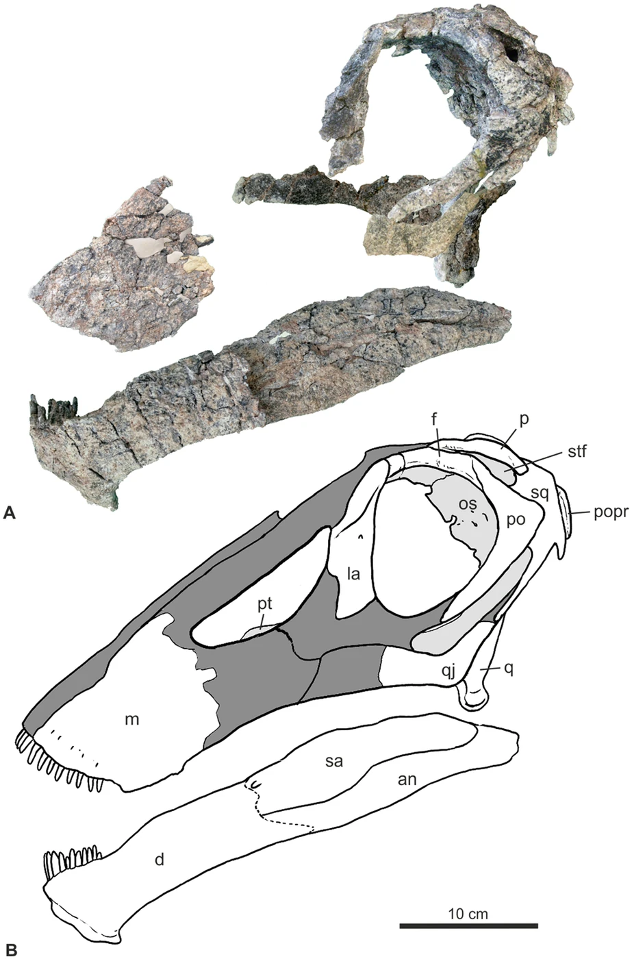 Bajadasaurus MMCh-PV 75 cranial bones and an interpreted skull reconstruction.