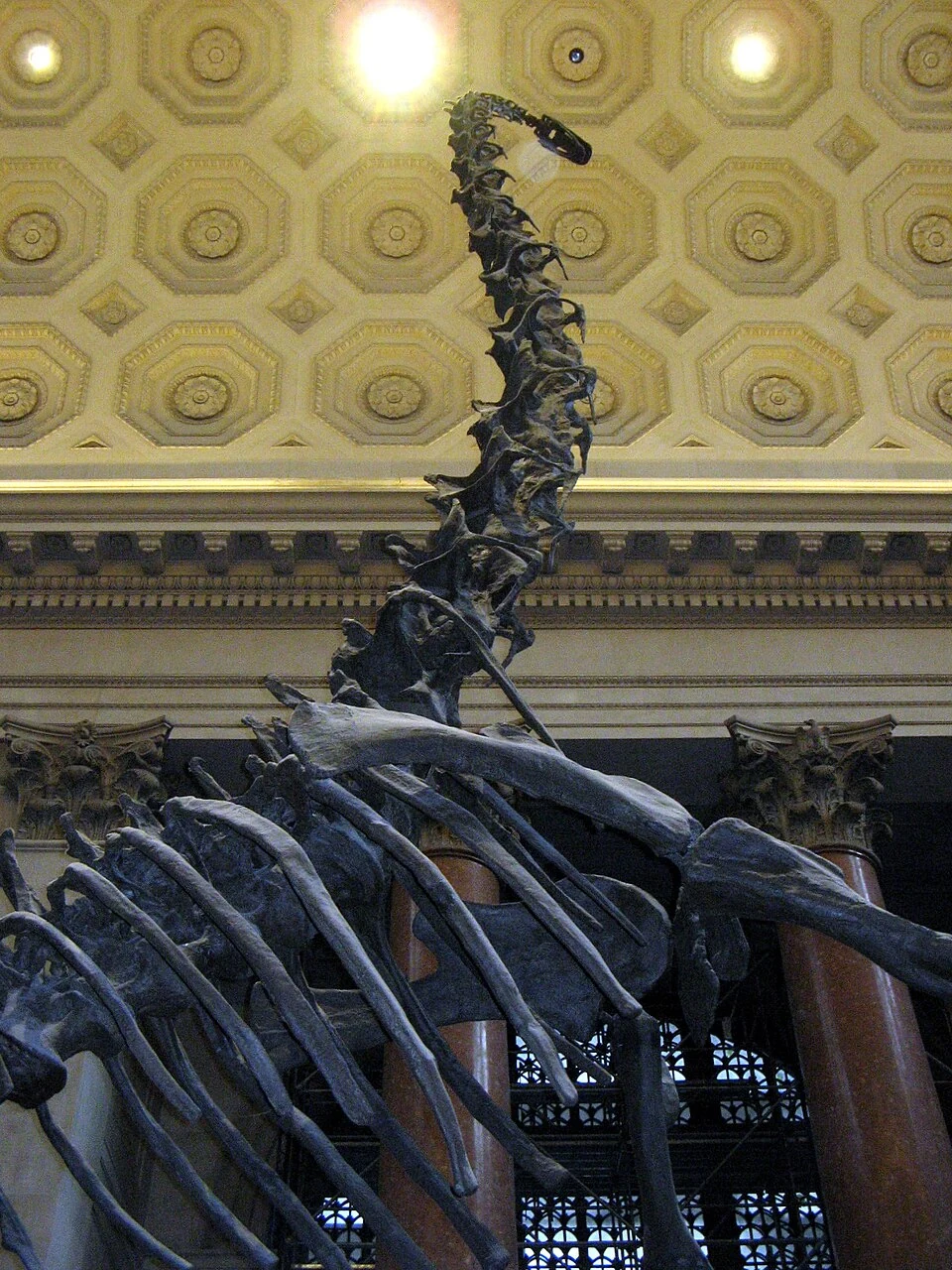 View upward along the rearing Barosaurus cast reconstruction in New York.