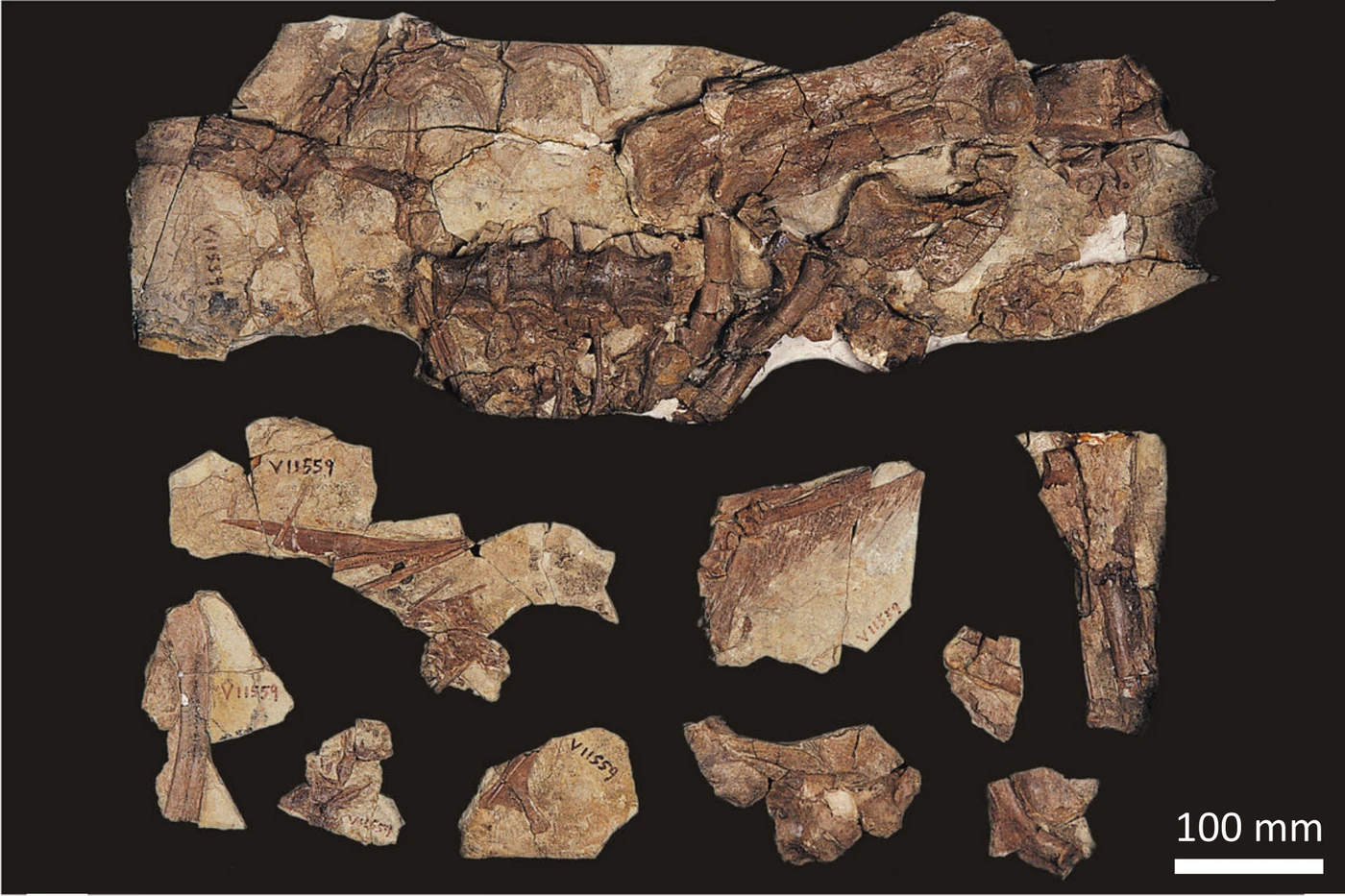Beipiaosaurus inexpectus holotype IVPP V11559.