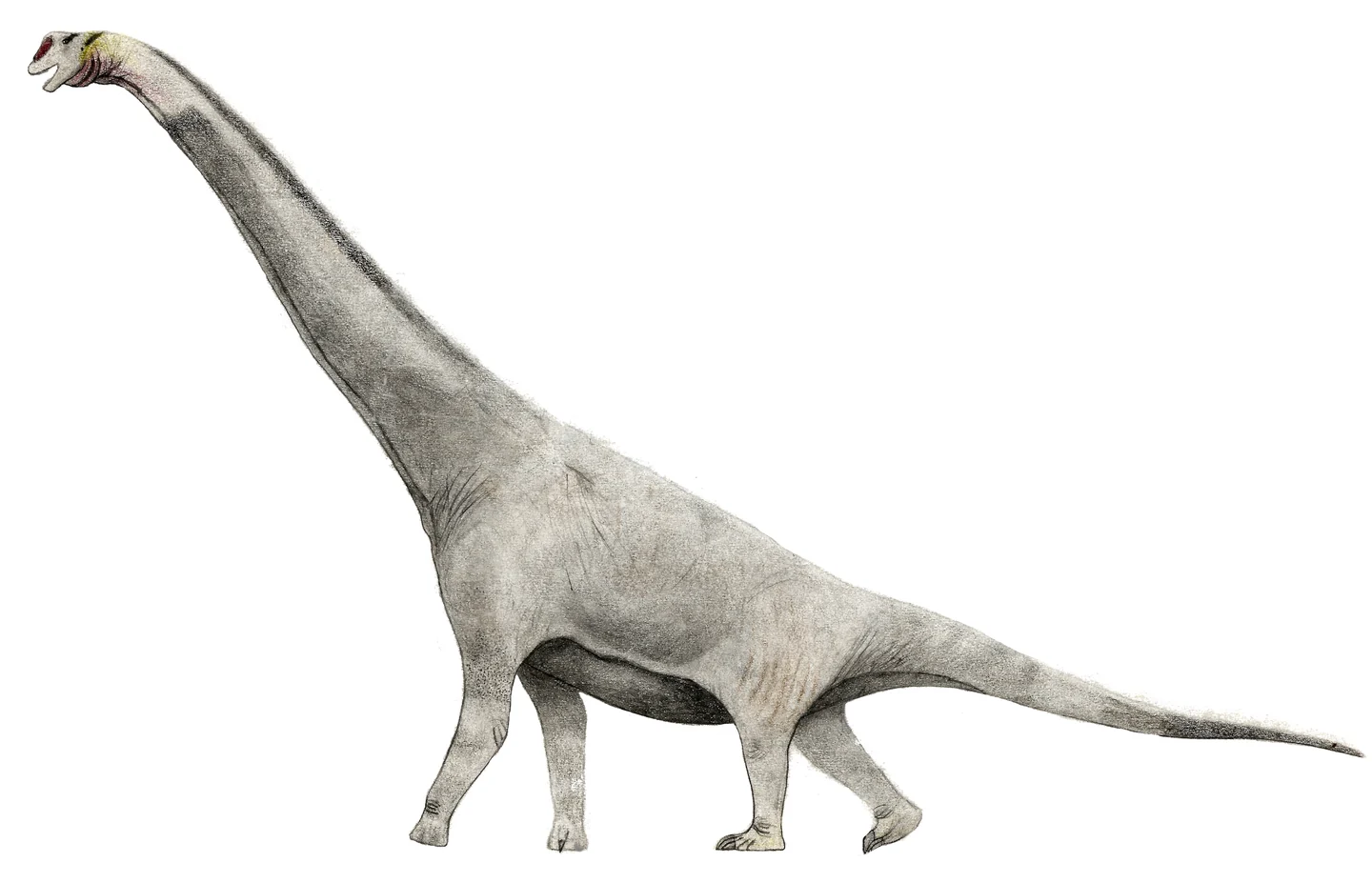 Pale Brachiosaurus in side view, with a long raised neck, high shoulders, four legs and a long tapering tail.