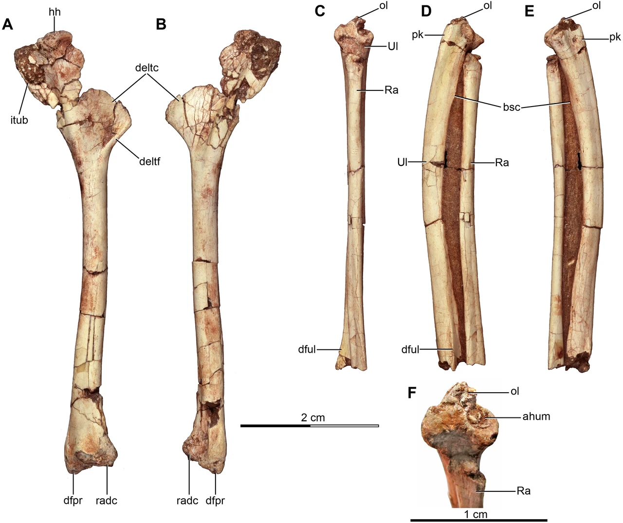 Buitreraptor gonzalezorum type MPCA 245 humerus, radius and ulna photographed from several views with scale bars.