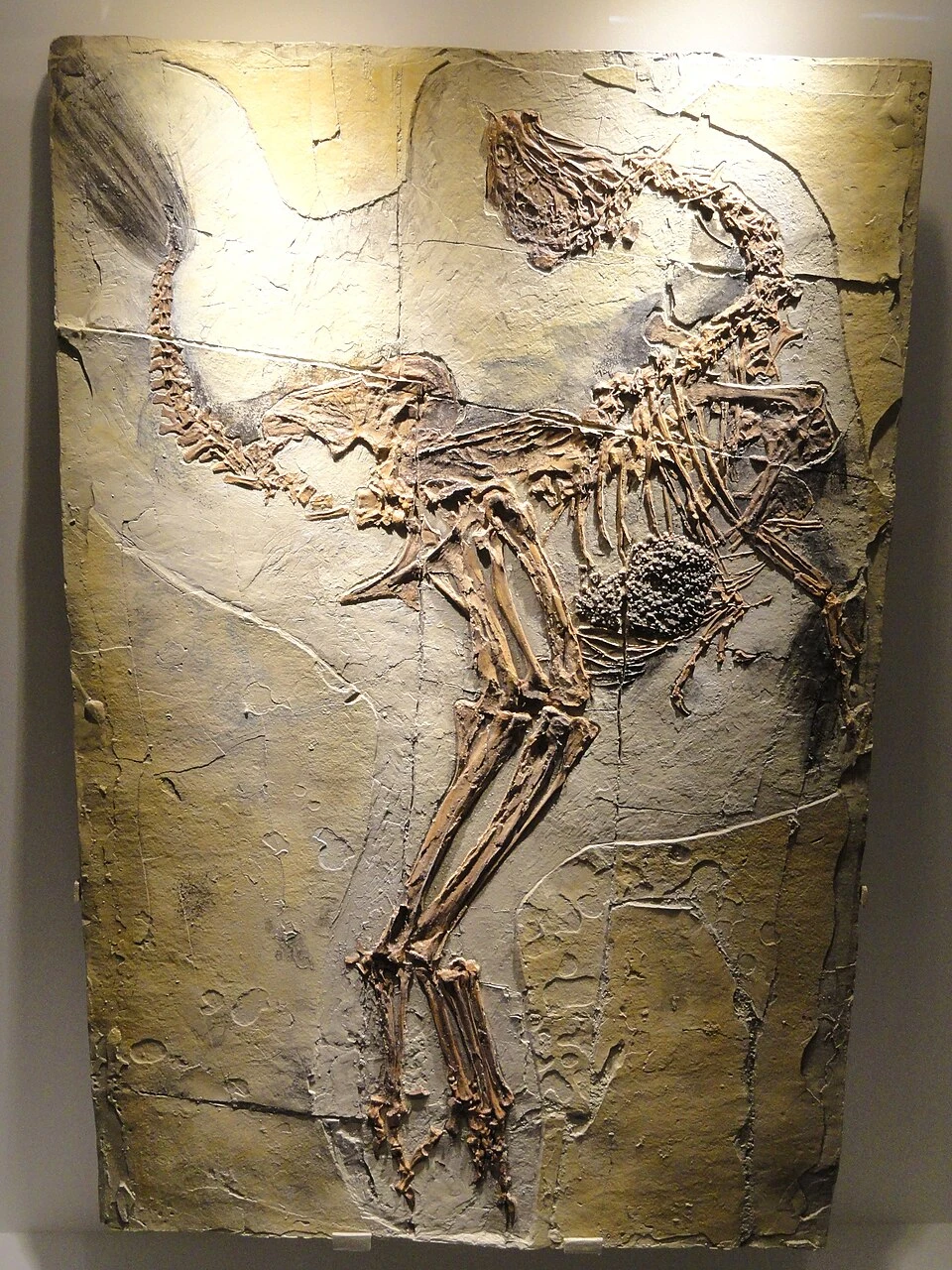 Caudipteryx zoui museum slab showing folded limbs, abdominal stones and a feather fan on the short tail.