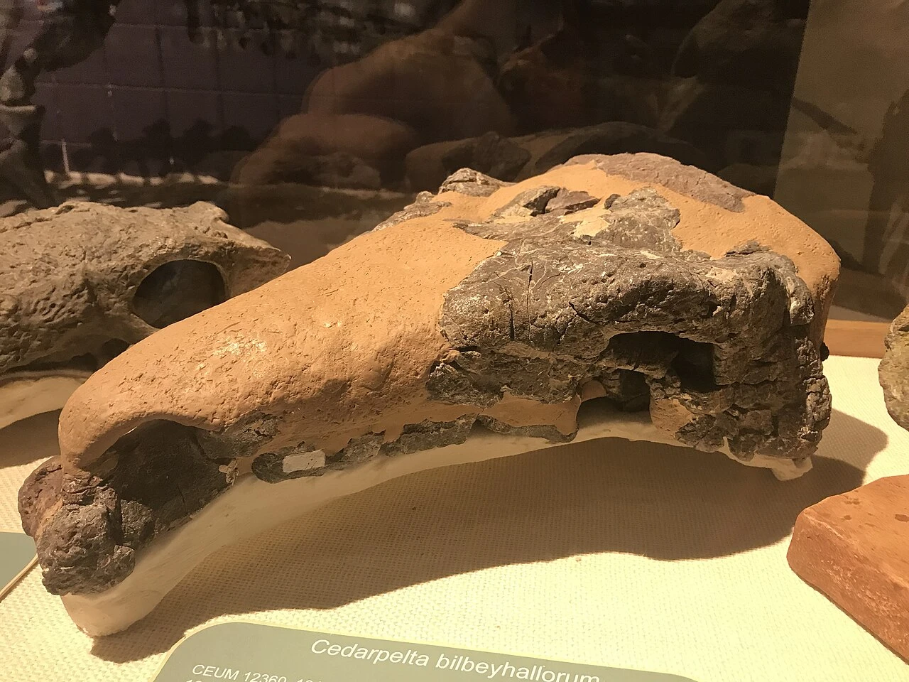 Restored Cedarpelta bilbeyhallorum skull display at the Prehistoric Museum, labeled CEUM 12360.