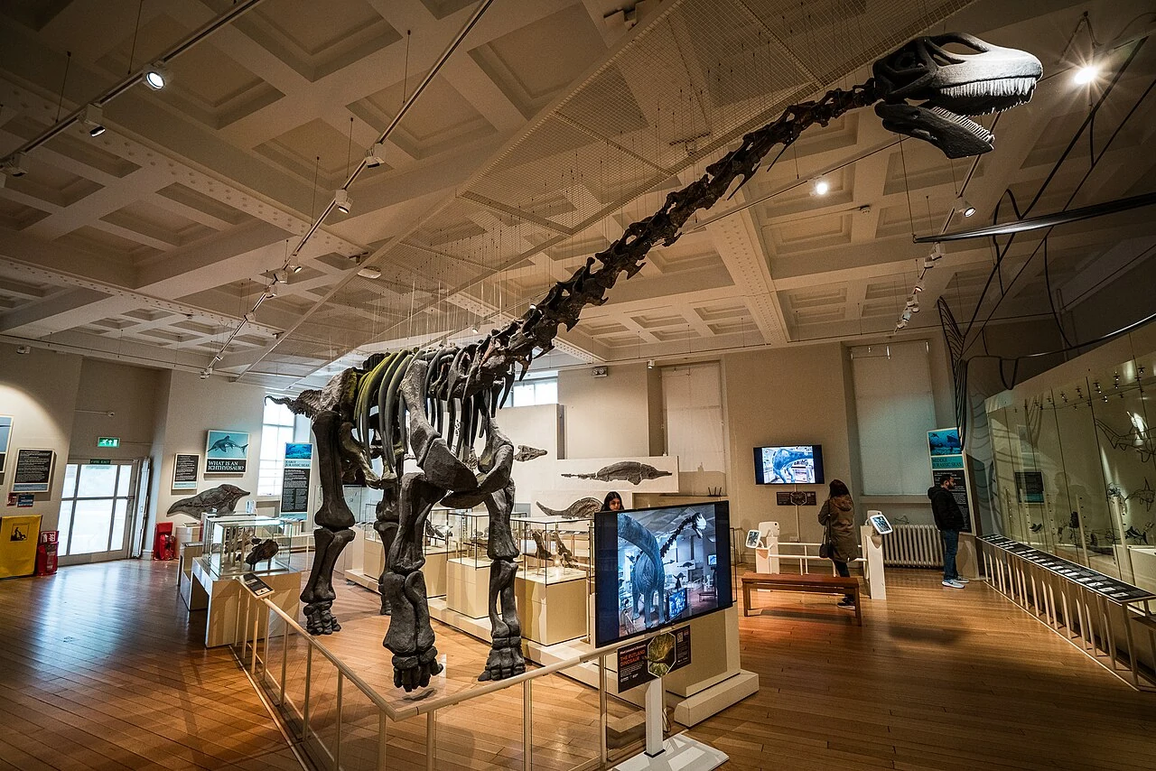 Reconstructed Cetiosaurus skeletal display at Leicester Museum.