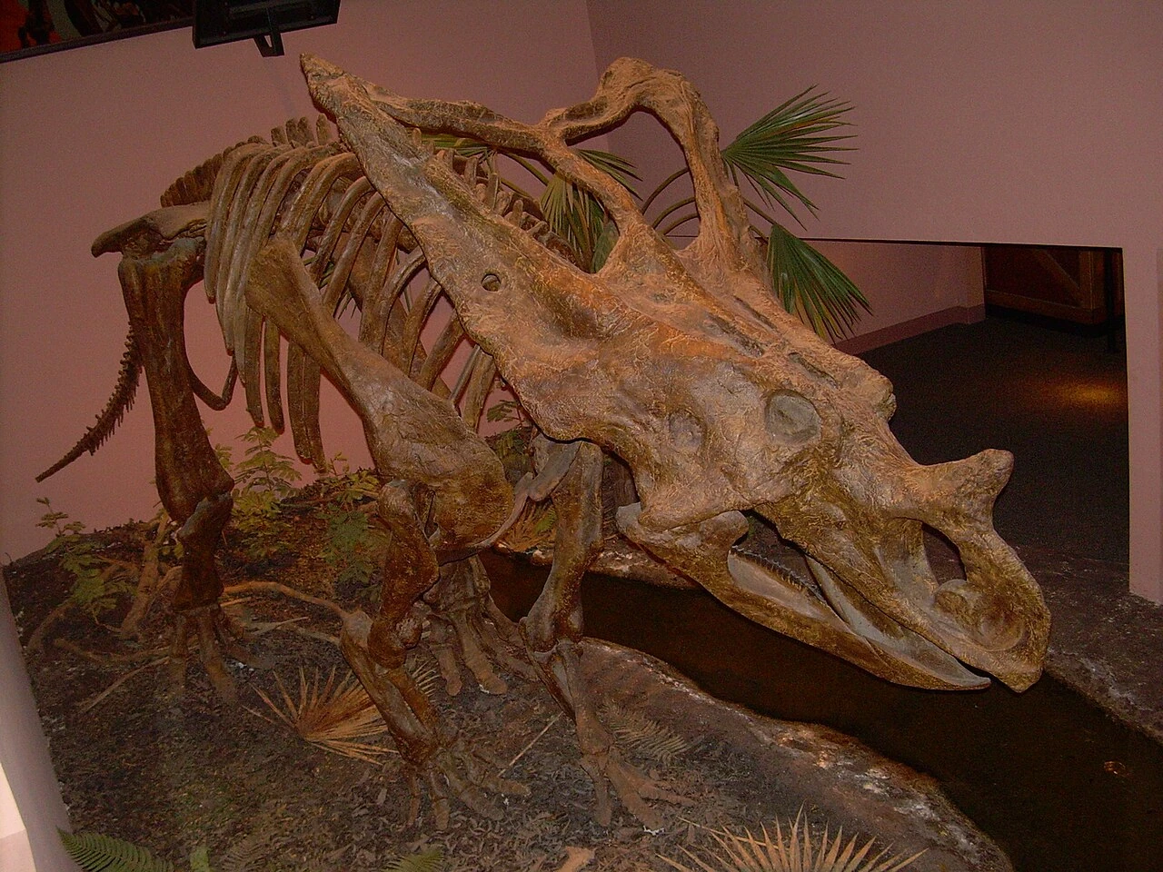 Mounted Chasmosaurus fossil cast at the North American Museum of Ancient Life, showing its large open frill.