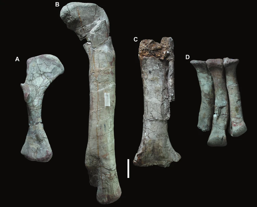 Chilantaisaurus lectotype and associated limbs.
