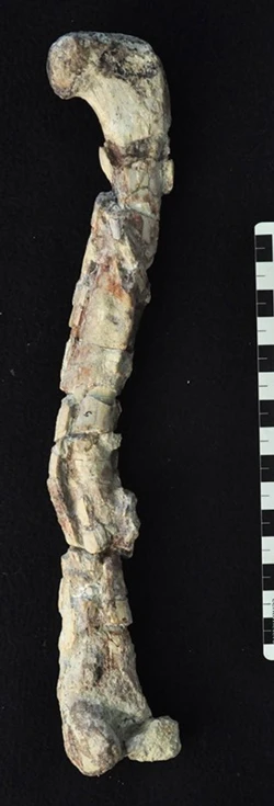 Posterior view of a right femur identified as Chindesaurus by the U.S. National Park Service.