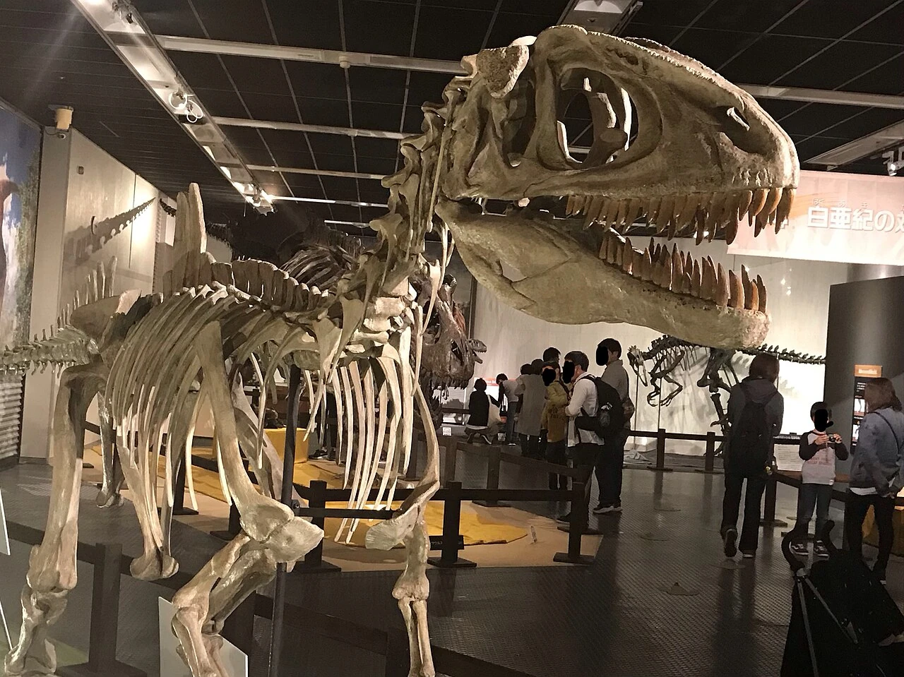 Mounted Concavenator skeleton photographed in Japan, with two tall back spines visible behind the shoulders.