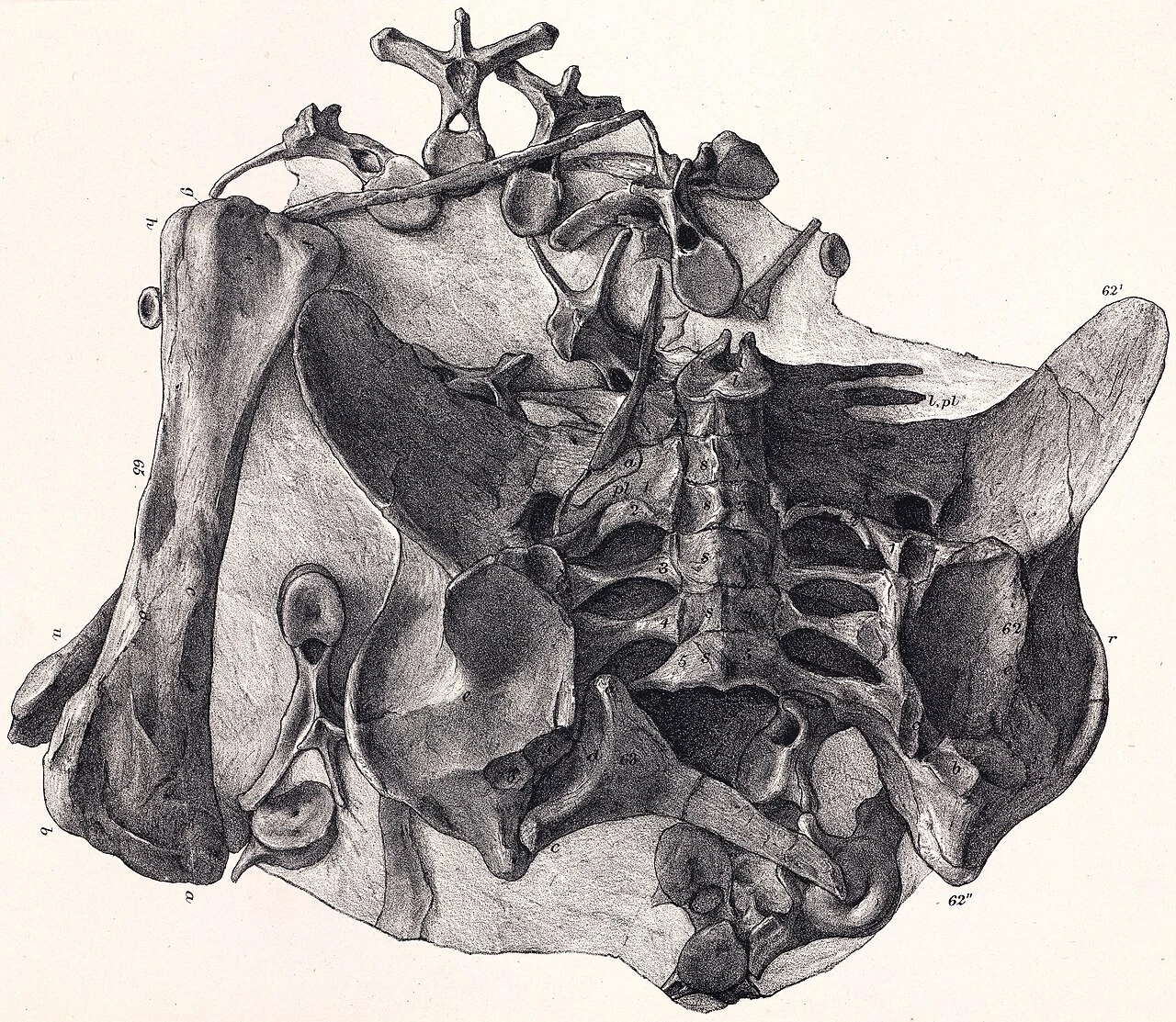 1875 lithograph of the Dacentrurus armatus holotype pelvis, vertebrae and right femur.