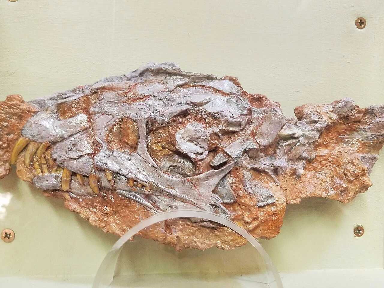 Cast of Daemonosaurus chauliodus type CM 76821 skull displayed at Ghost Ranch.