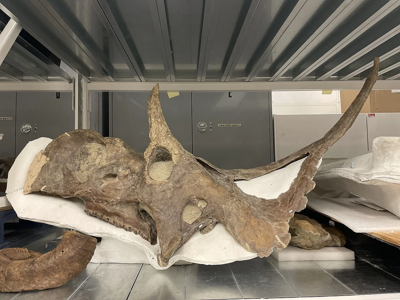 Oblique view of the Diabloceratops eatoni holotype skull, with brow horns and rear frill processes.