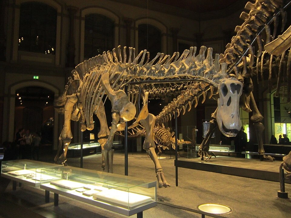 Dicraeosaurus hansemanni mounted skeleton in Berlin, with other sauropod displays behind it.