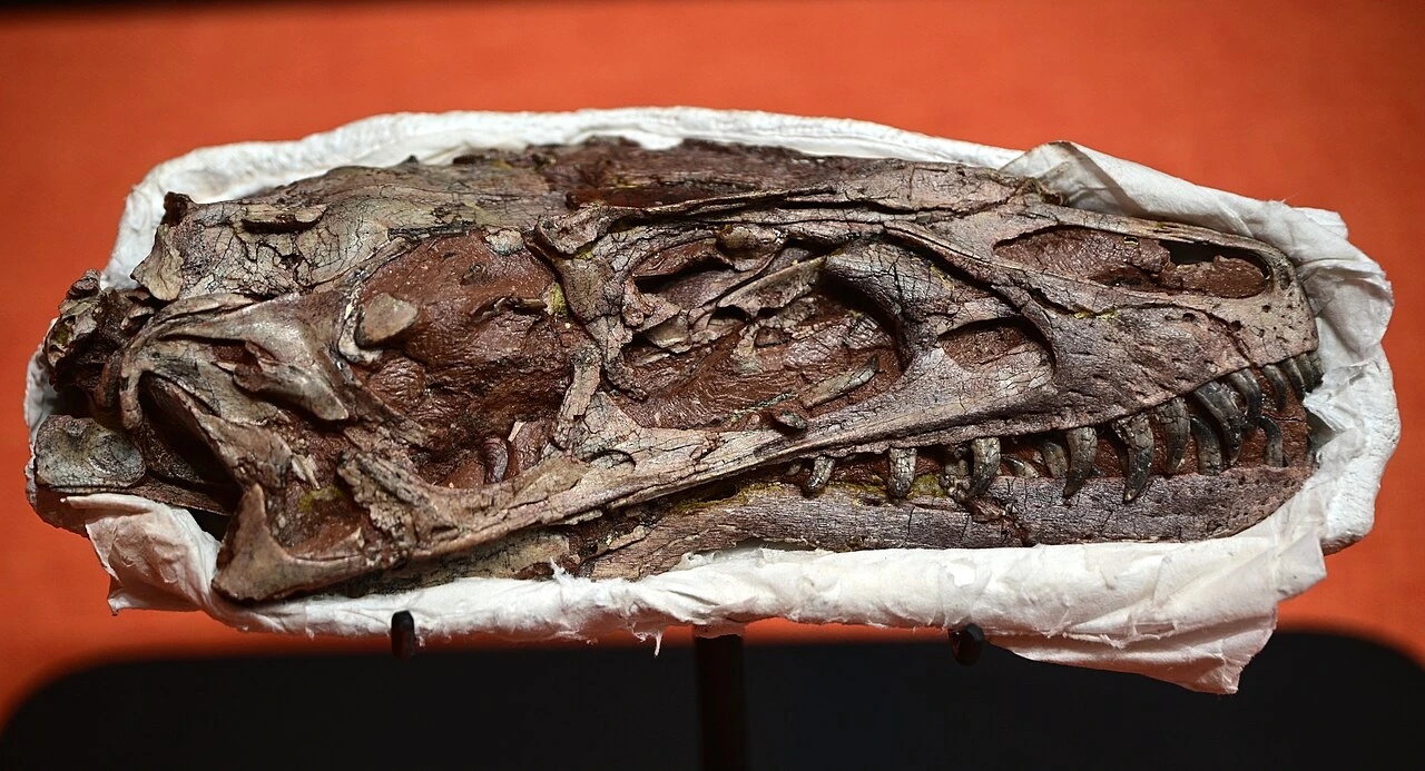 Dilong paradoxus type IVPP V14243 skull displayed at the National Natural History Museum of China.
