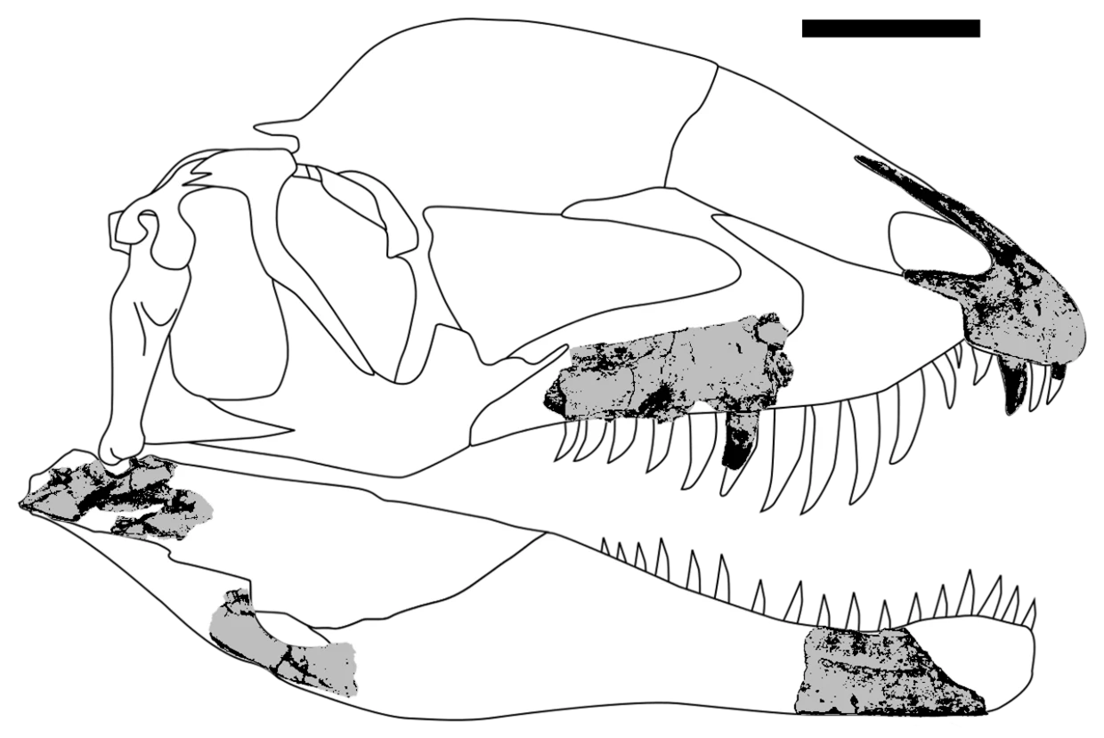 Dracovenator regenti known cranial pieces placed inside a comparative Dilophosaurus-based skull outline.