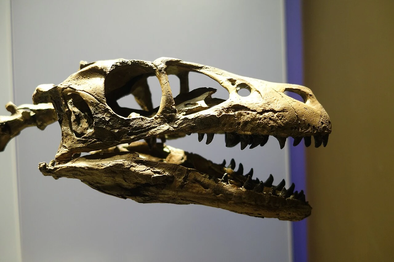 Dromaeosaurus albertensis restored skull display at Royal Tyrrell Museum, showing its deep jaws and teeth.