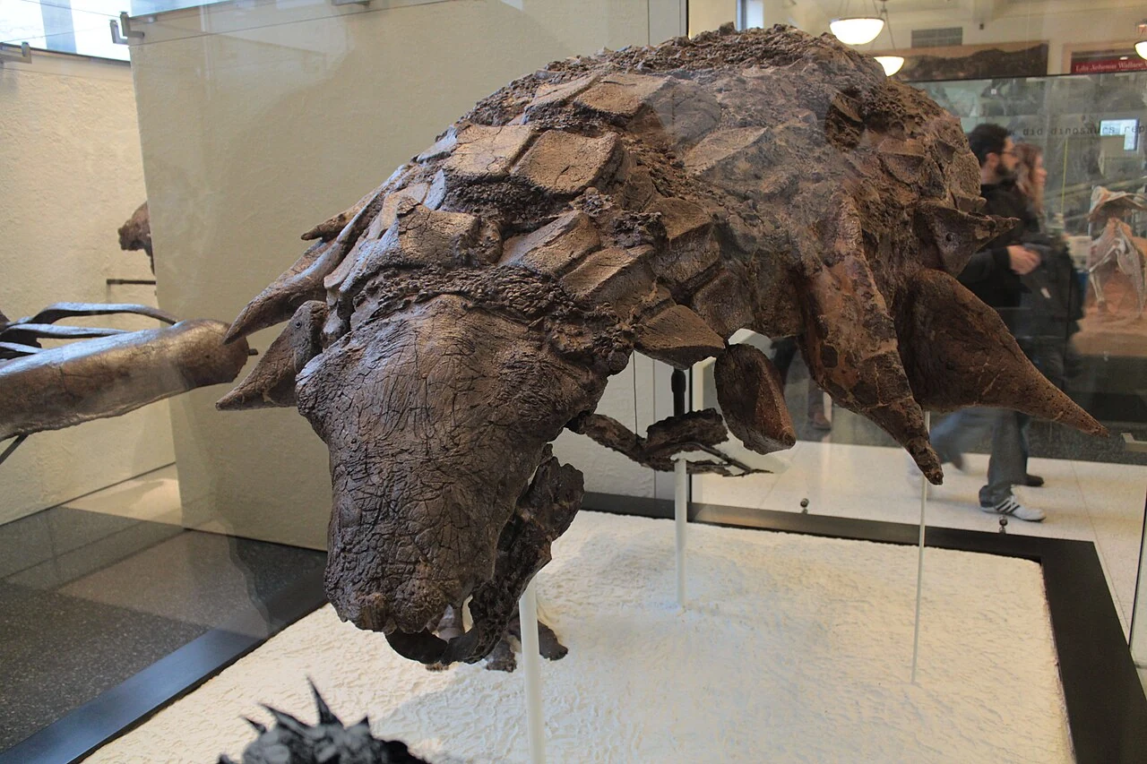 Edmontonia skull and front-body armor displayed at the American Museum of Natural History.