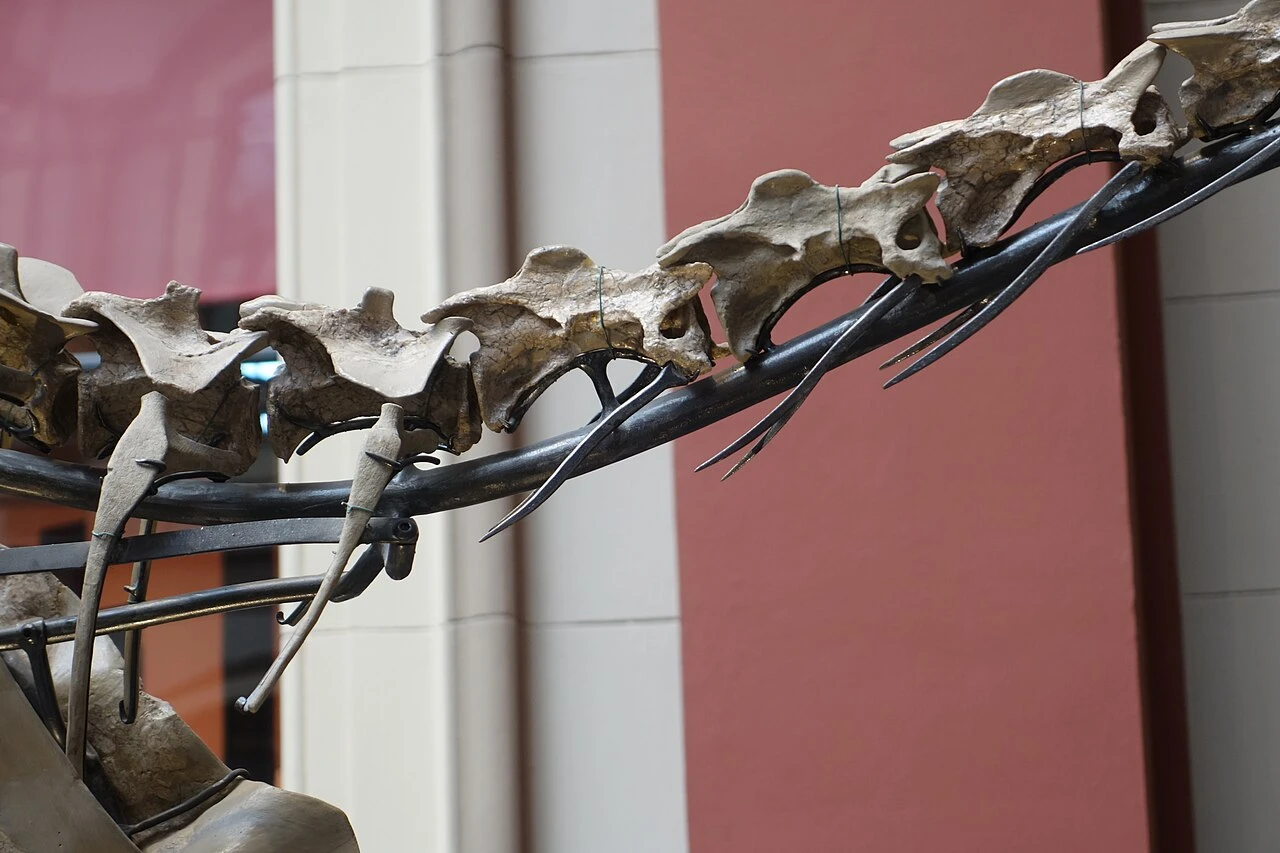 Neck vertebrae of the Elaphrosaurus skeletal mount at Museum für Naturkunde Berlin.