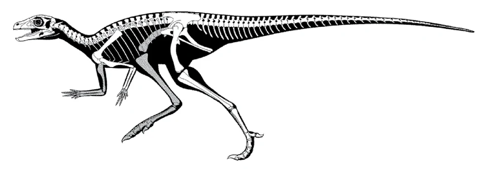 Published skeletal reconstruction of Eocursor parvus, showing a small bipedal body and substantial hands.