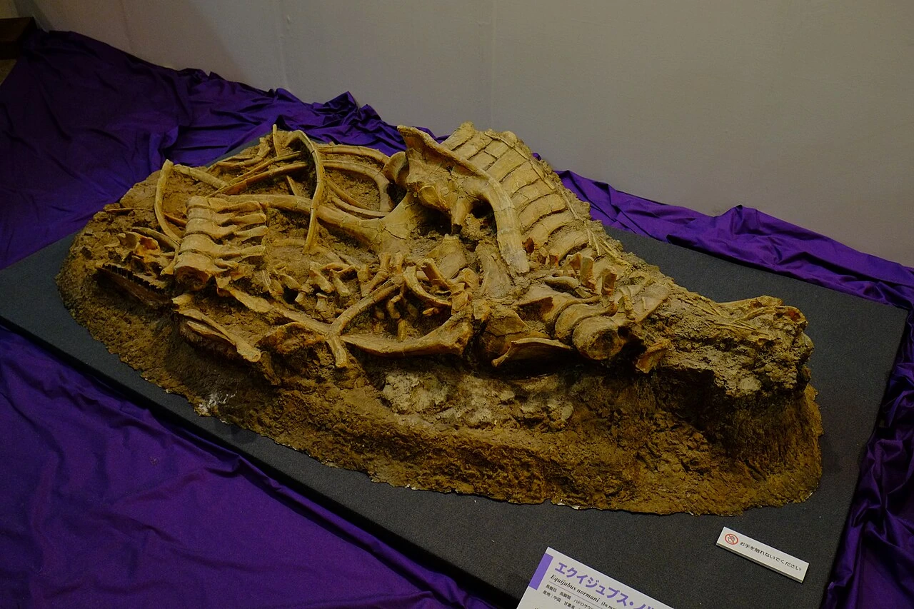 Museum slab display identified as Equijubus normani, with compressed skull and partial vertebral column.