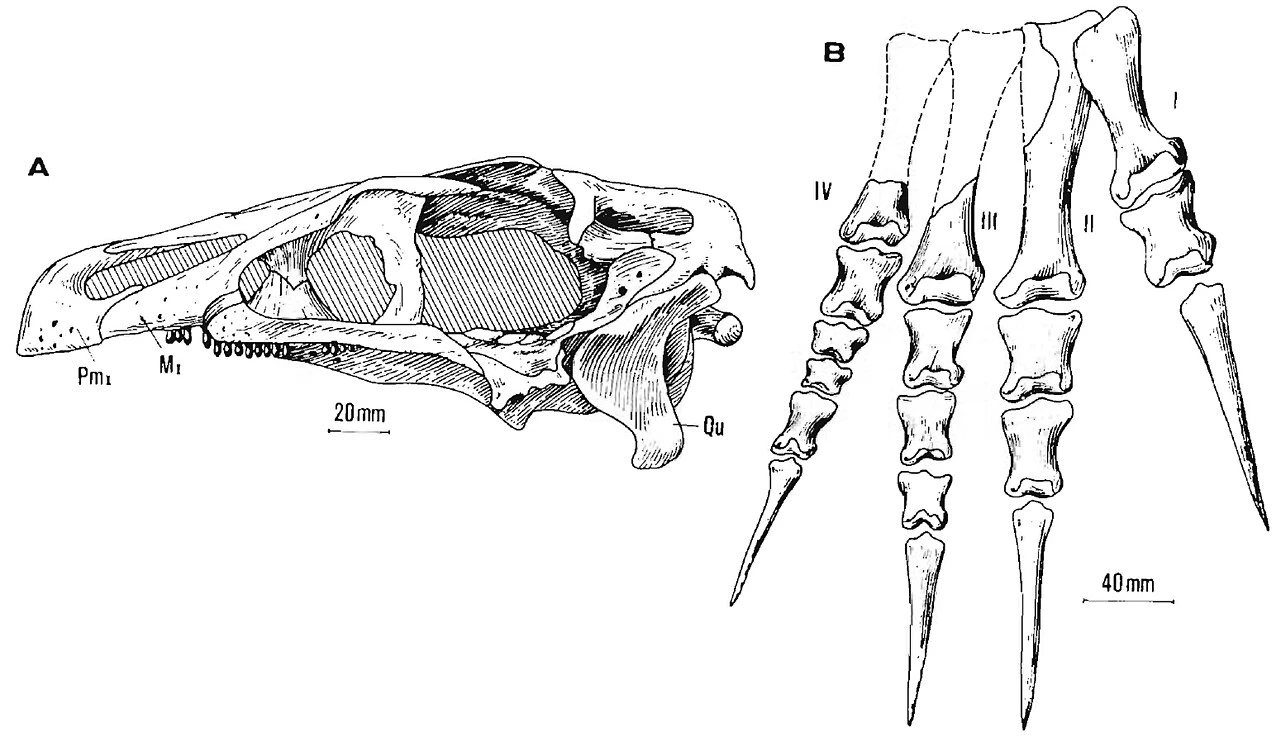 Erlikosaurus type skull and right foot.