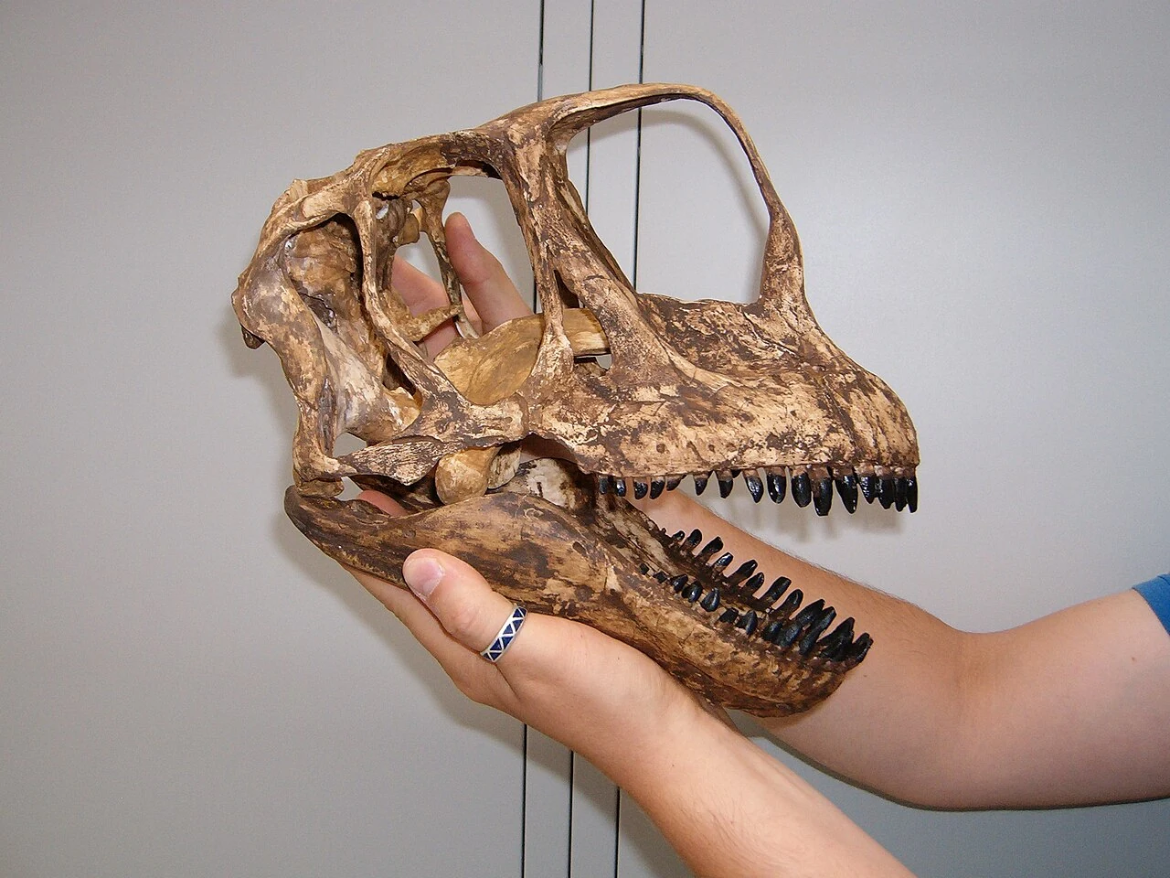 Reconstructed Europasaurus skull held for scale, showing the jaw and teeth.