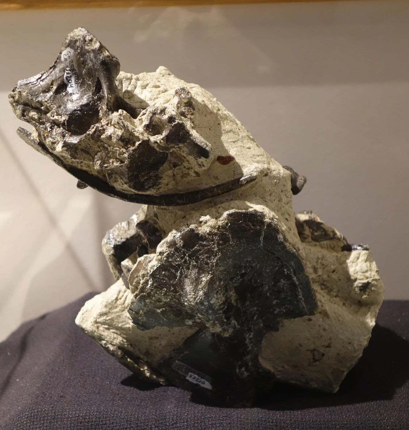 Falcarius fossil block CEUM 8429.