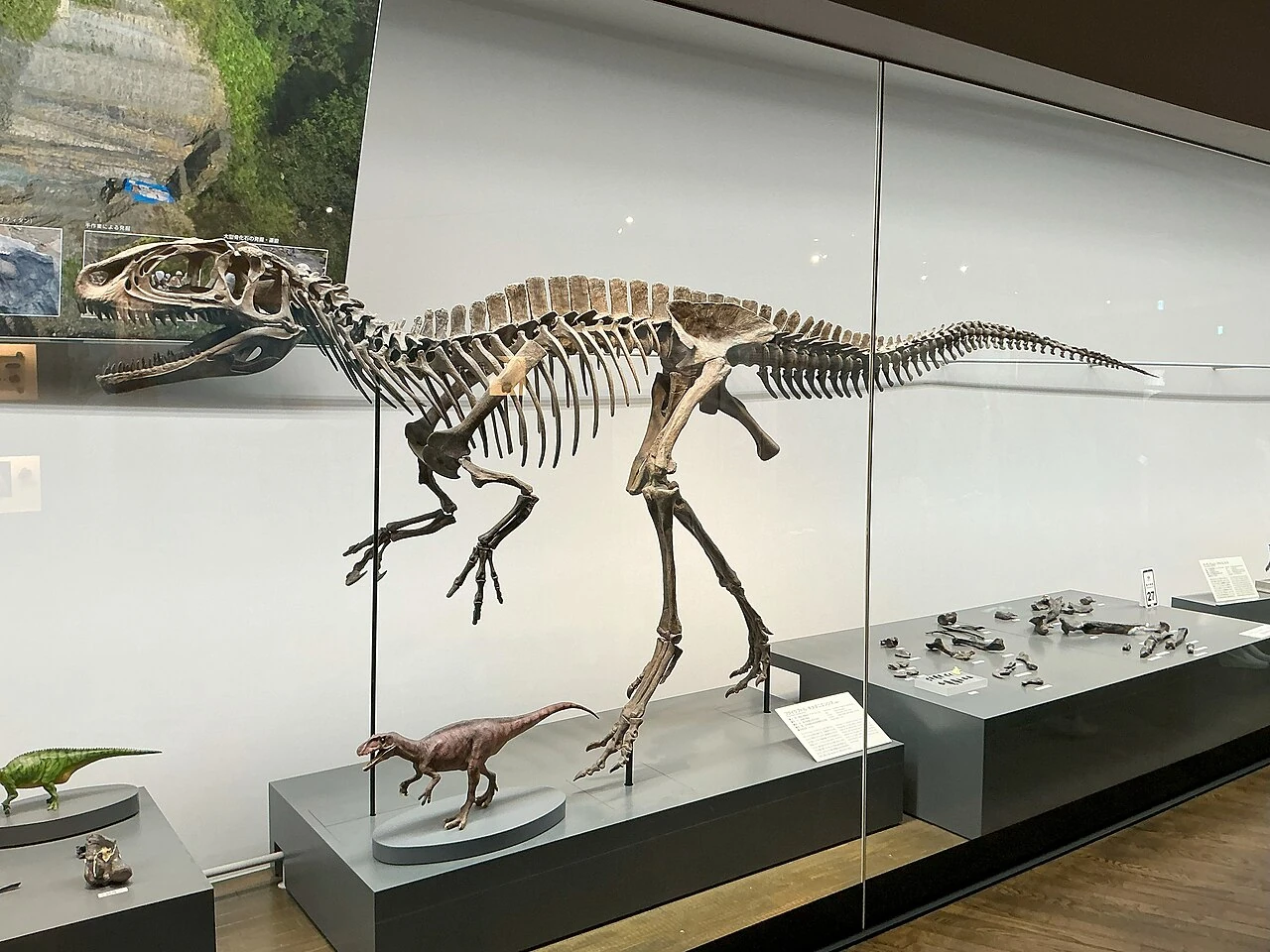Fukuiraptor reconstruction with holotype fossils displayed beside it in Fukui.