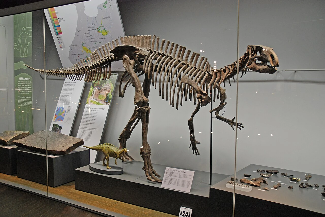 Historic Fukuisaurus skeletal reconstruction displayed with fossil elements.