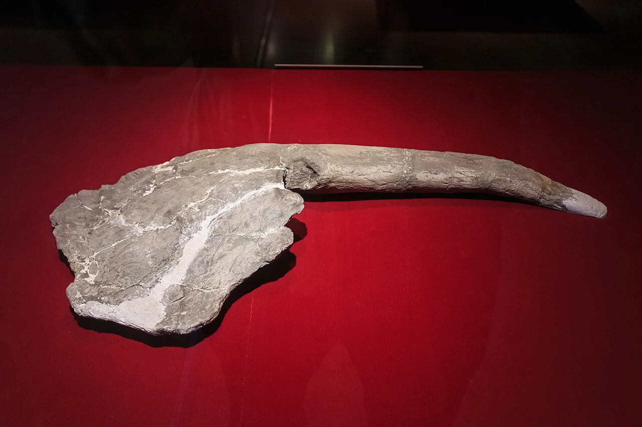 Gigantspinosaurus shoulder spine displayed at the Zigong Dinosaur Museum.