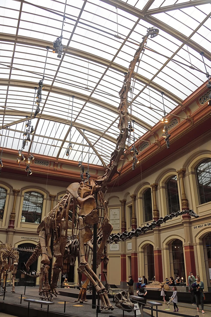 Composite Giraffatitan skeletal mount in Berlin, showing its tall neck and high shoulders.