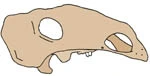 Generalized Gobisaurus domoculus holotype skull illustration adapted from the 2001 description.