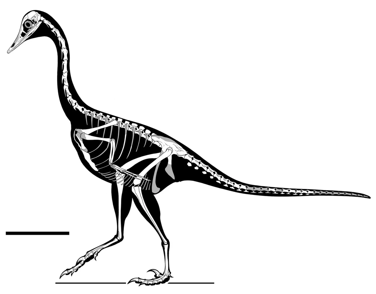 Halszkaraptor escuilliei skeletal reconstruction from MPC D-102/109, with long neck and missing bones in grey.
