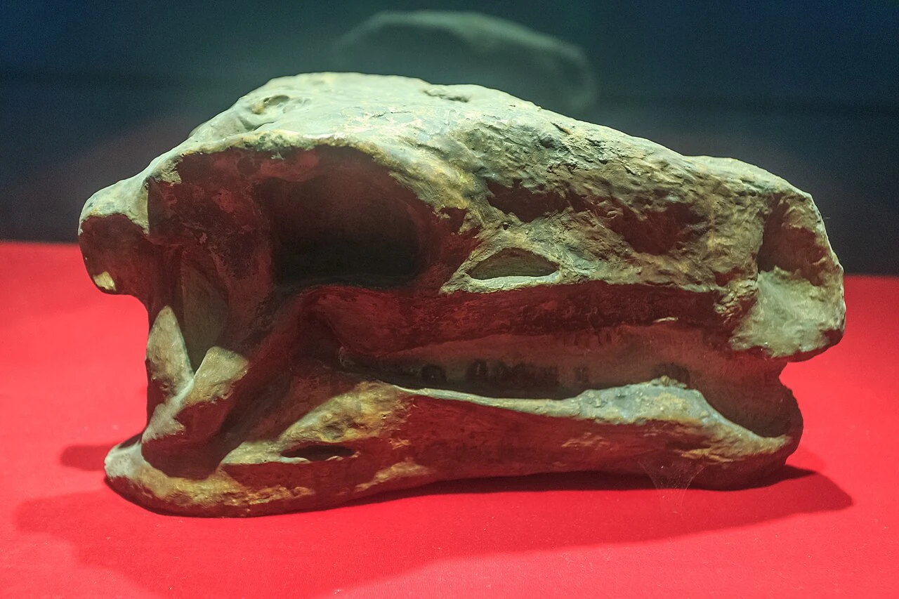 Huayangosaurus skull in side view on display at the Zigong Dinosaur Museum.
